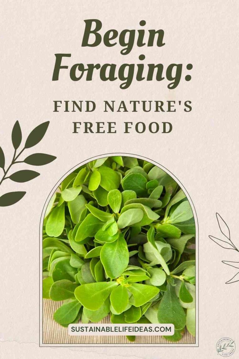 Start Foraging to Find Free Food in Nature - sustainablelifeideas.com