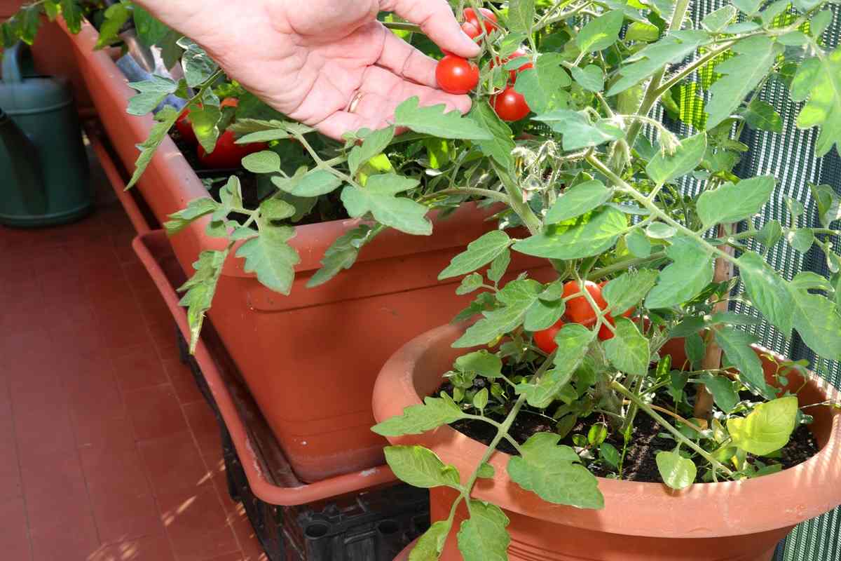 Ripe red cherry tomatoes.